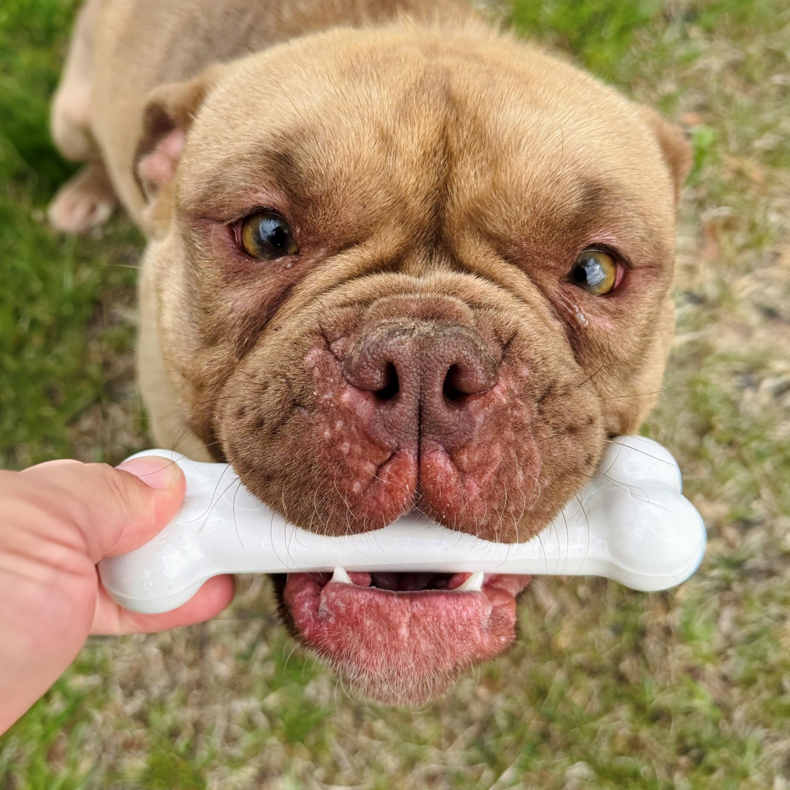 Longueur environ 11,4 cm du Nylabone Original Bone Power.