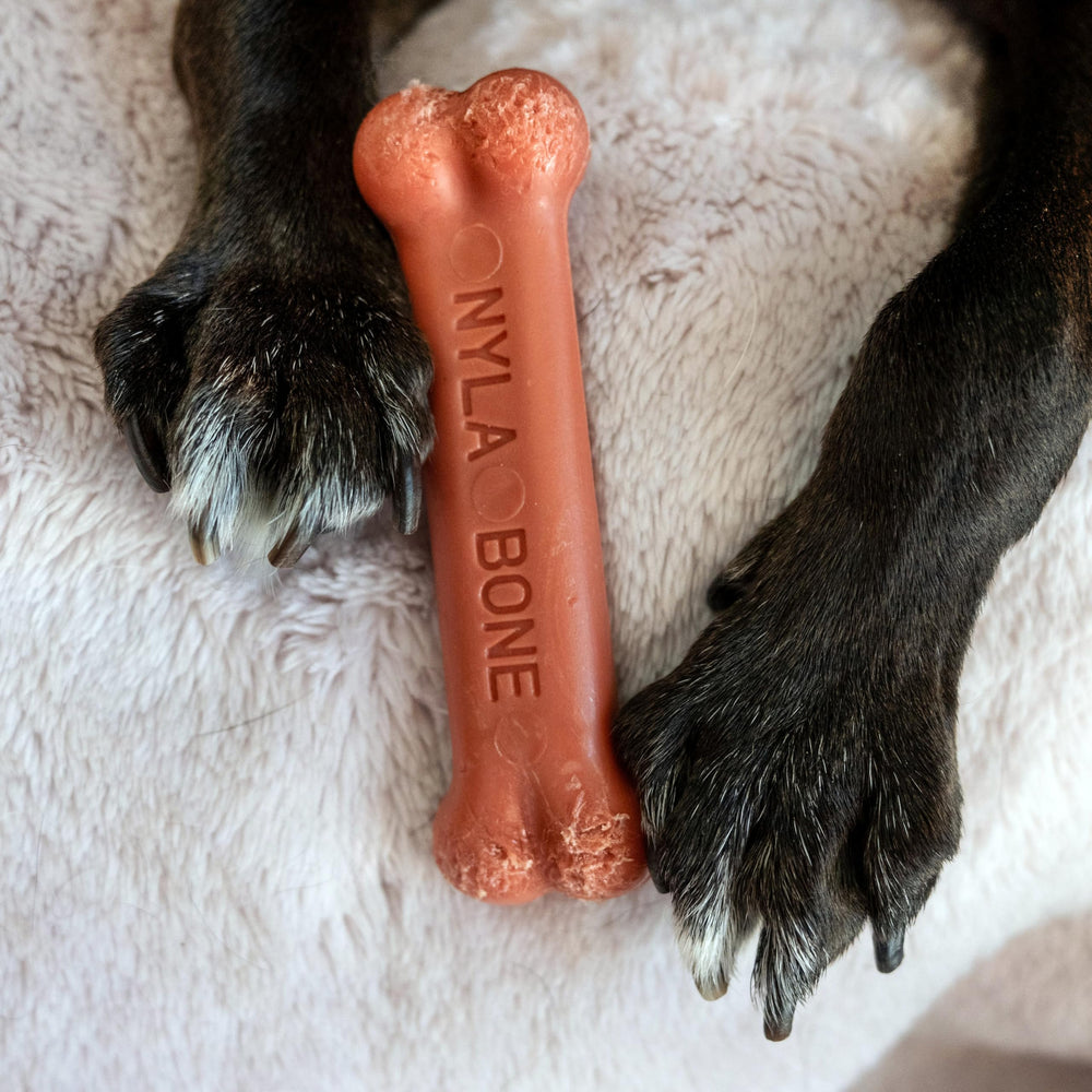 Nylabone Original Bone Power Chew, parfum bacon, idéal pour chiens jusqu’à 11 kg.