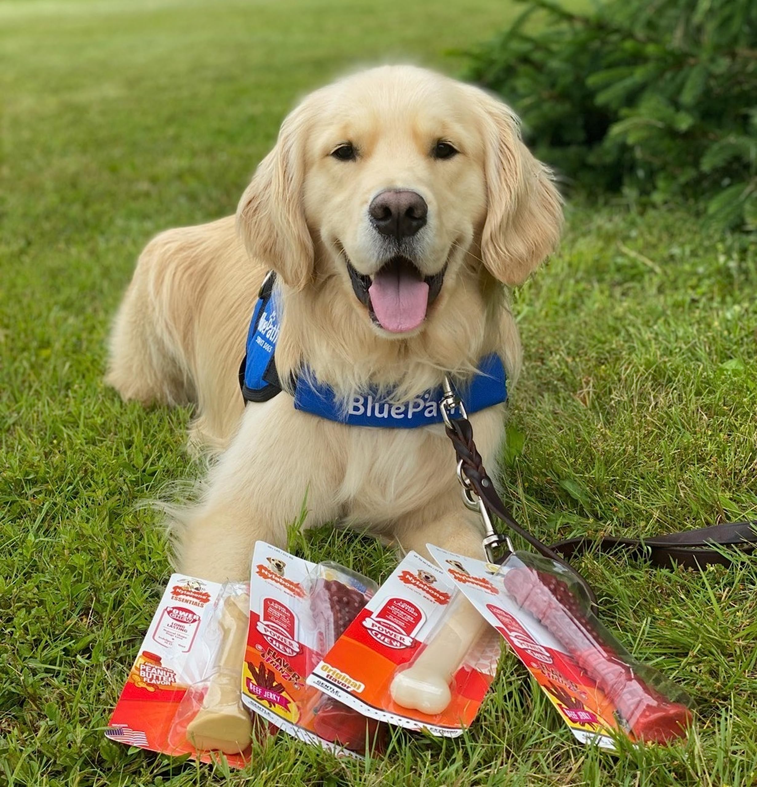 Nylabone Os Original Puissant, nettoyage dentaire lors de la mastication.