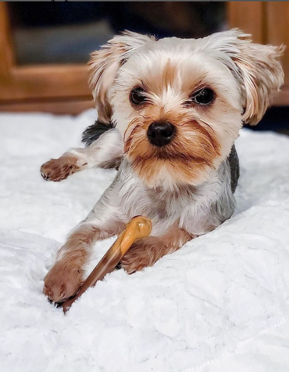nylabone-os-original-saveur-bacon-fromage: goût appétissant qui motive la mastication.