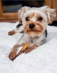 nylabone-os-original-saveur-bacon-fromage: goût appétissant qui motive la mastication.