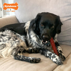 Nylabone Os puissant steak intérieur attire avec sa double saveur pour de longues sessions.