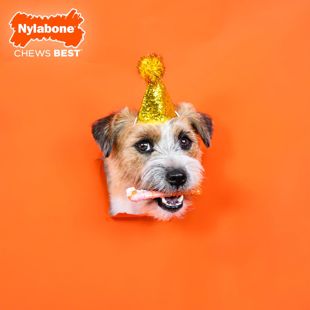 Nylabone os-texture-poulet-roti, saveur attrayante qui stimule l'intérêt et favorise la mastication.