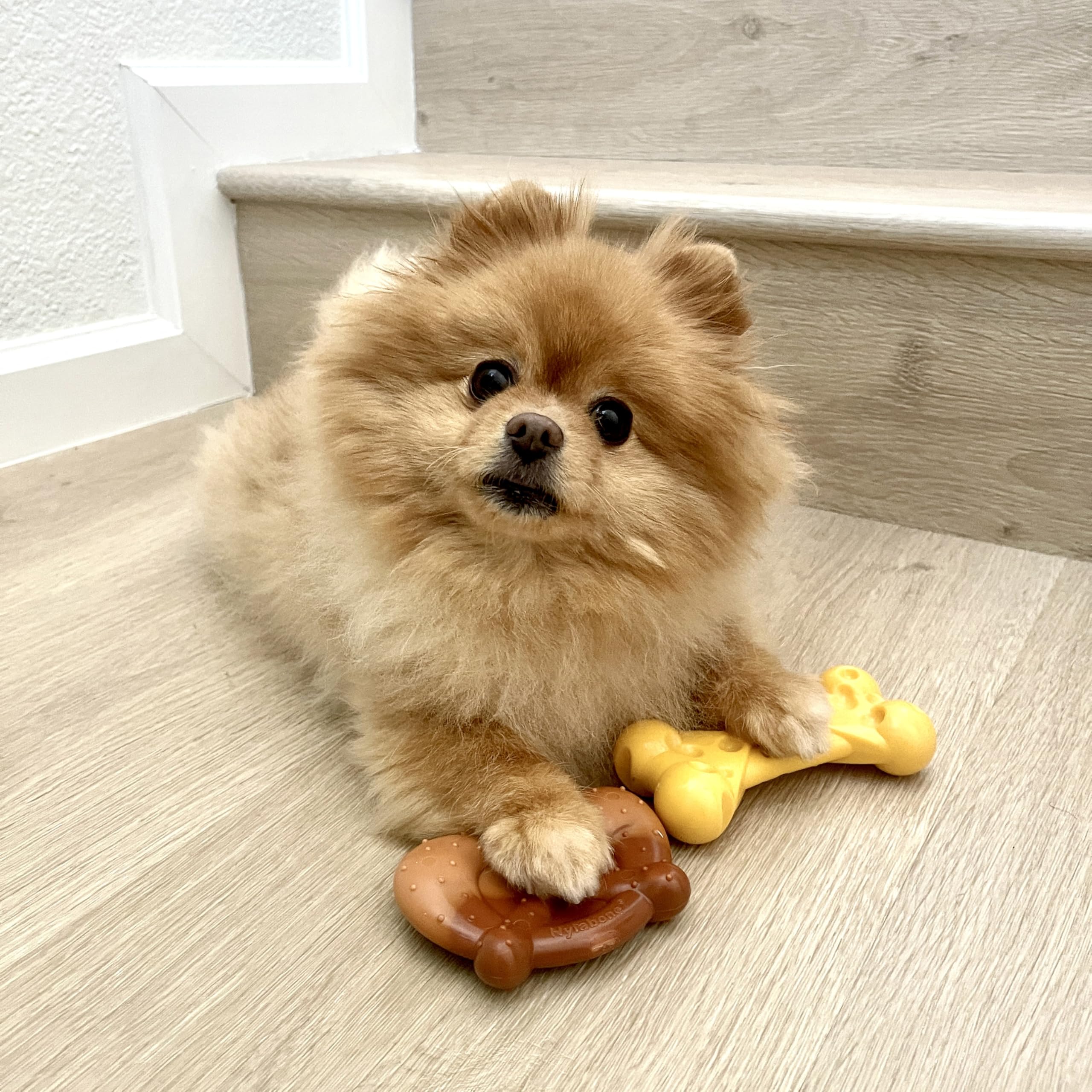 Nylabone Pack Puissance de Mâche — os fromage texturé pour récompenser et nettoyer les dents.
