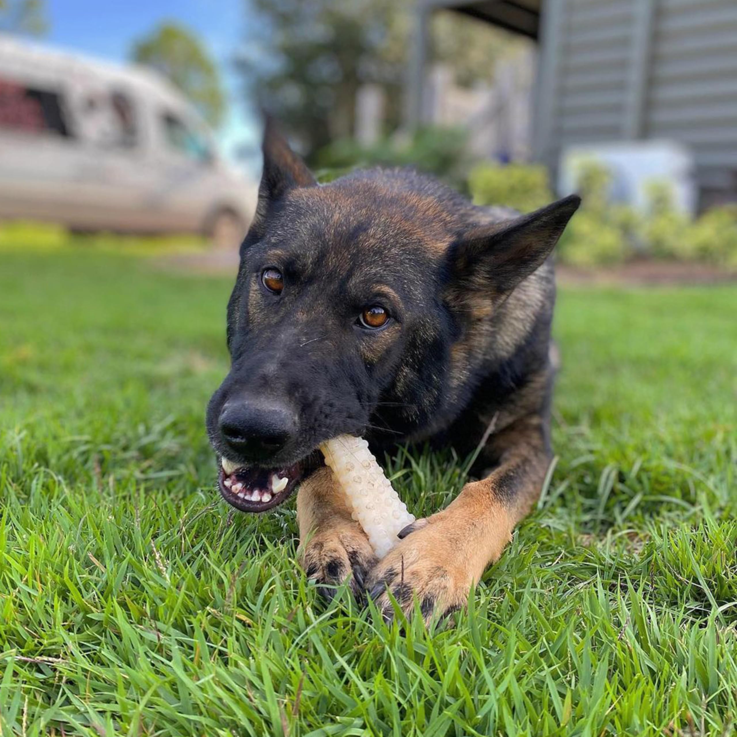 Nylabone parfum original plus agréable pour les sessions de jeu.