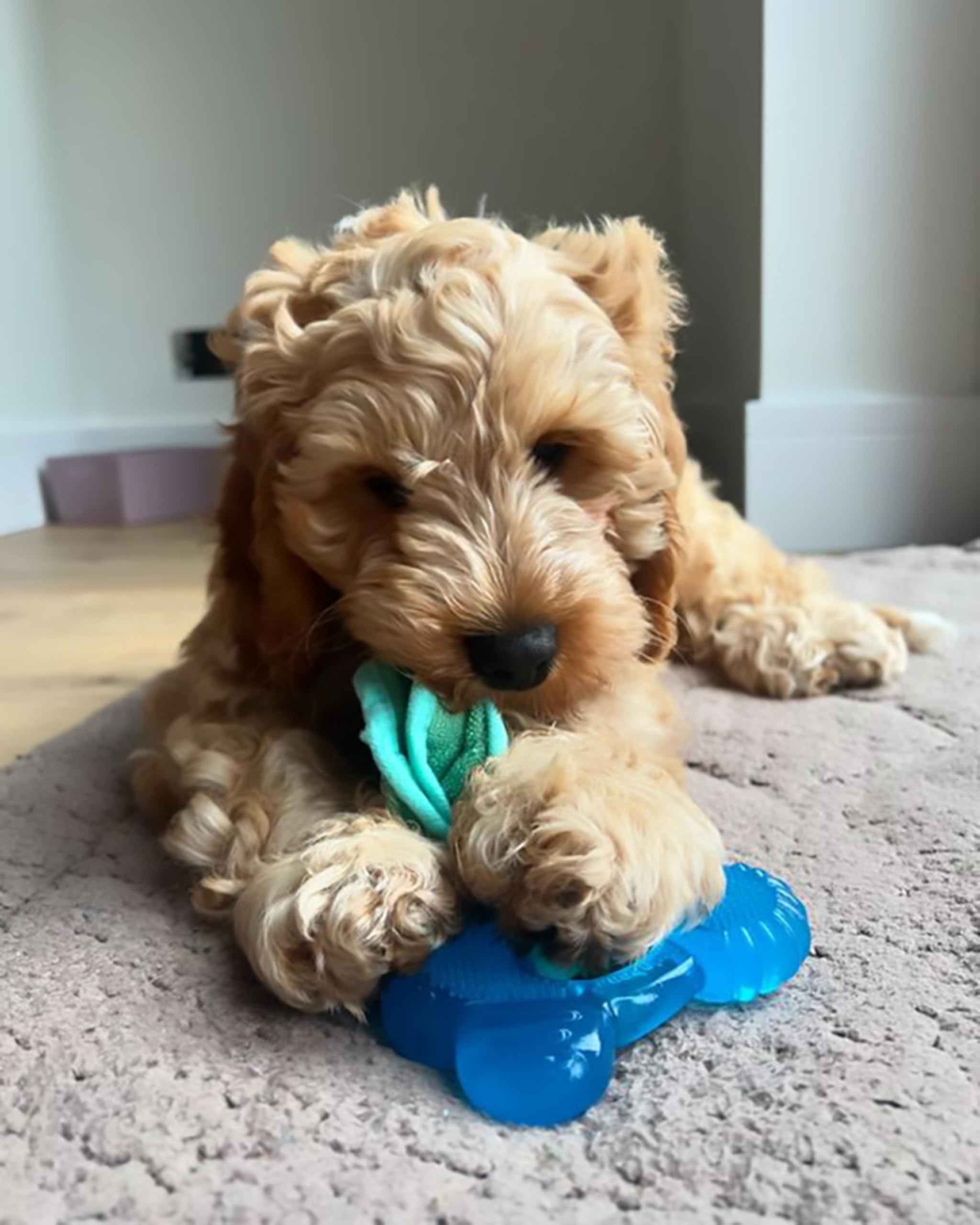 Nylabone petits chiots jusqu’à 11 kg, taille adaptée.