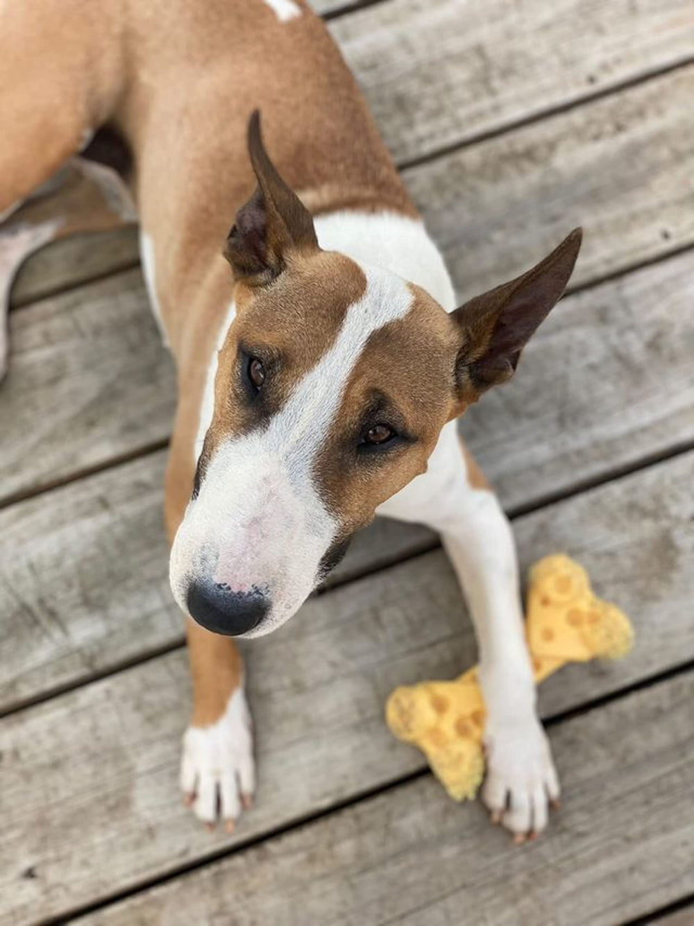 Nylabone Plaisir Sensoriel Du Fromage, sensation gourmande pendant le jeu.