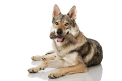 Texture multi-texture du Power Chew pour occuper le chien