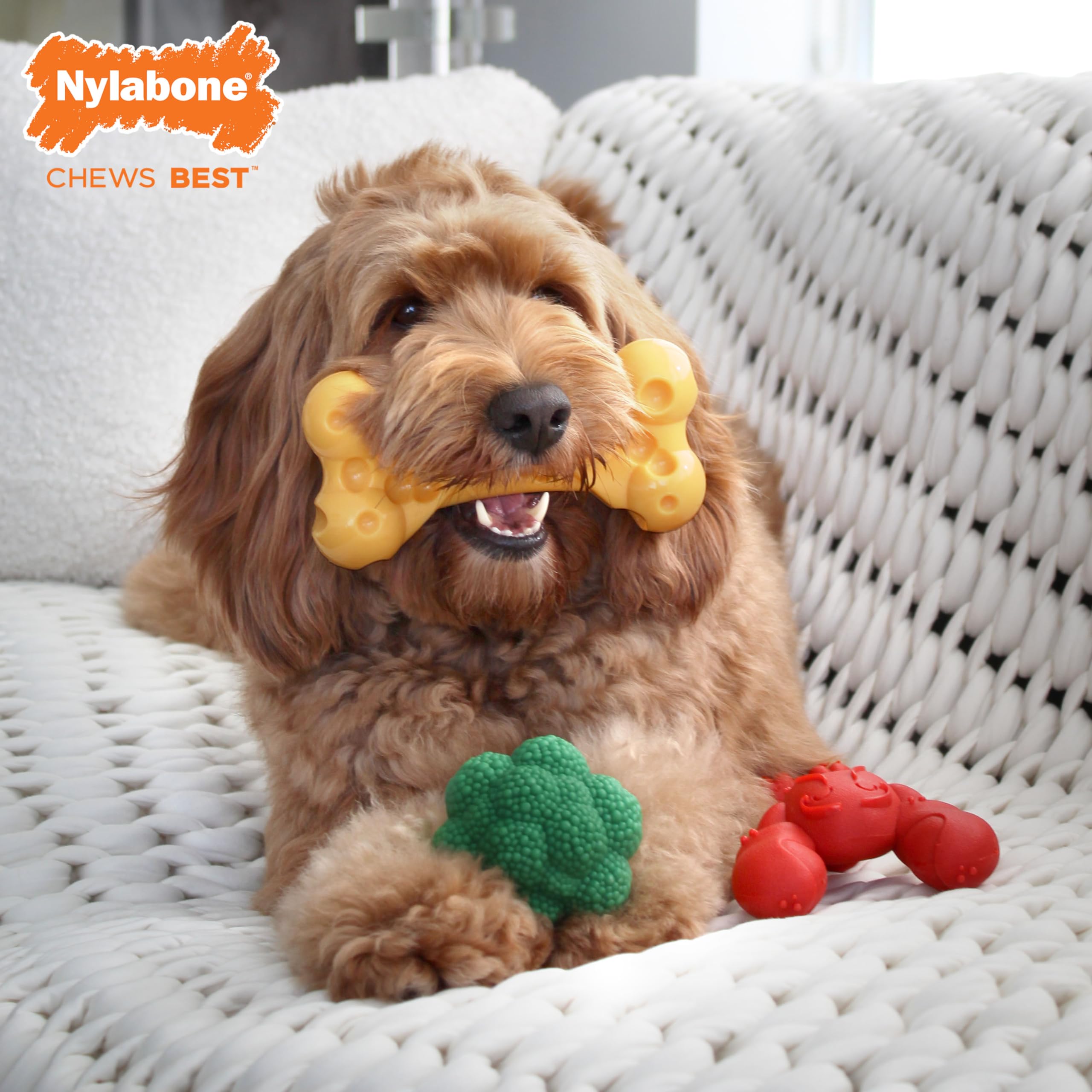 Nylabone Power Chew – brocoli-interactif: stimulation et divertissement pendant le jeu.