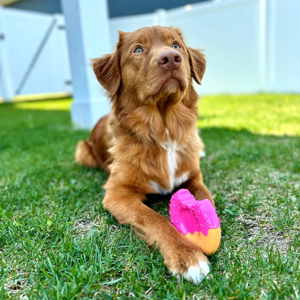 Nylabone Power Chew – guimauve stick : extrémités mordantes pour maintenir l’attention.