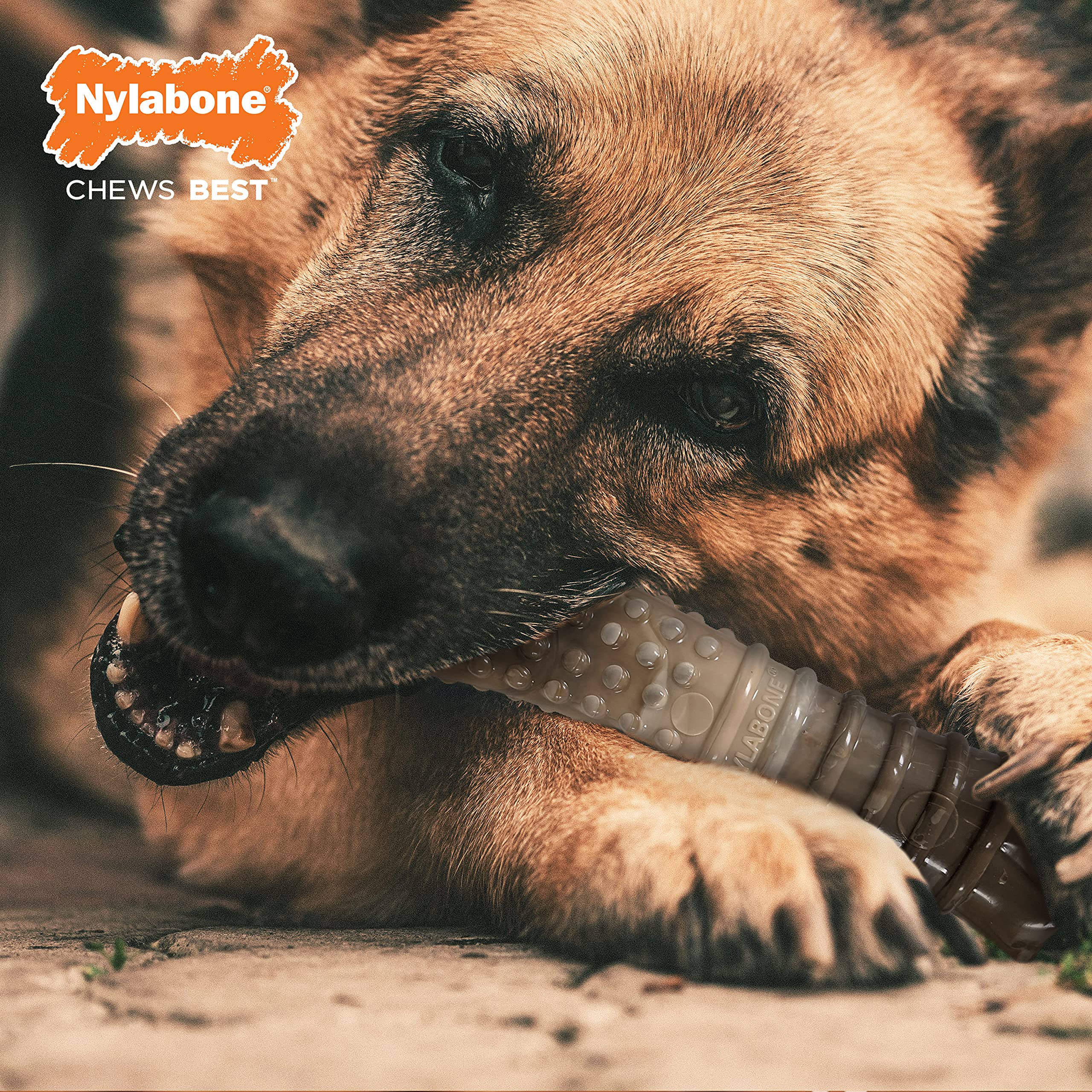 Nylabone Power Chew Camo, édition limitée, parfait pour les propriétaires qui aiment les éditions spéciales et leurs chiens.