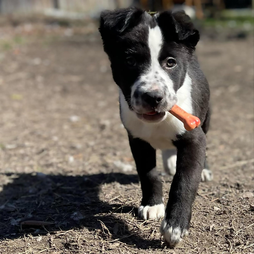 Nylabone Power Chew fabrication-aux-etats-unis – produit fiable avec traçabilité.