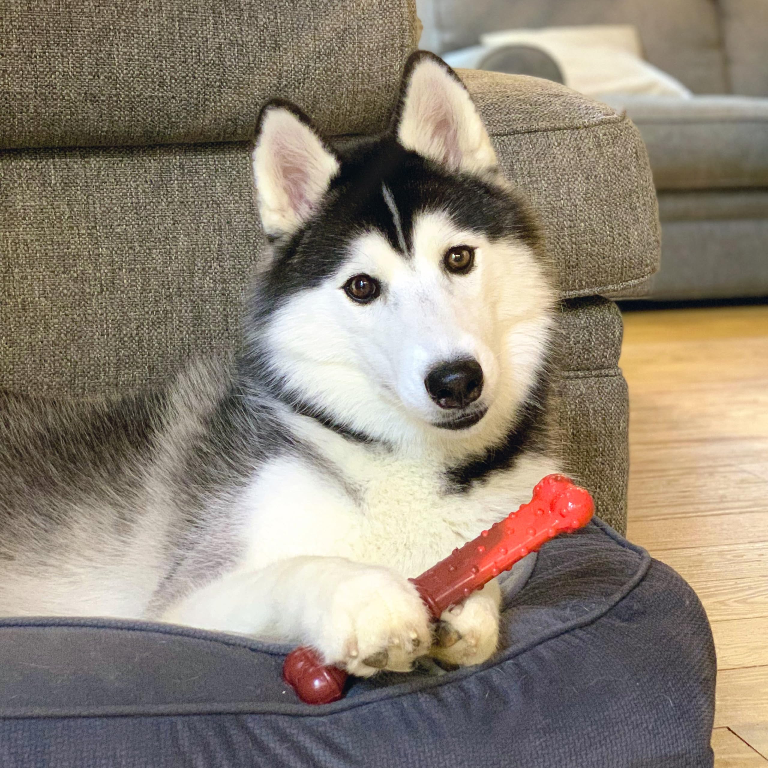 Nylabone Power Chew Fabrique Etats‑Unis : qualité et sécurité d'une fabrication locale.