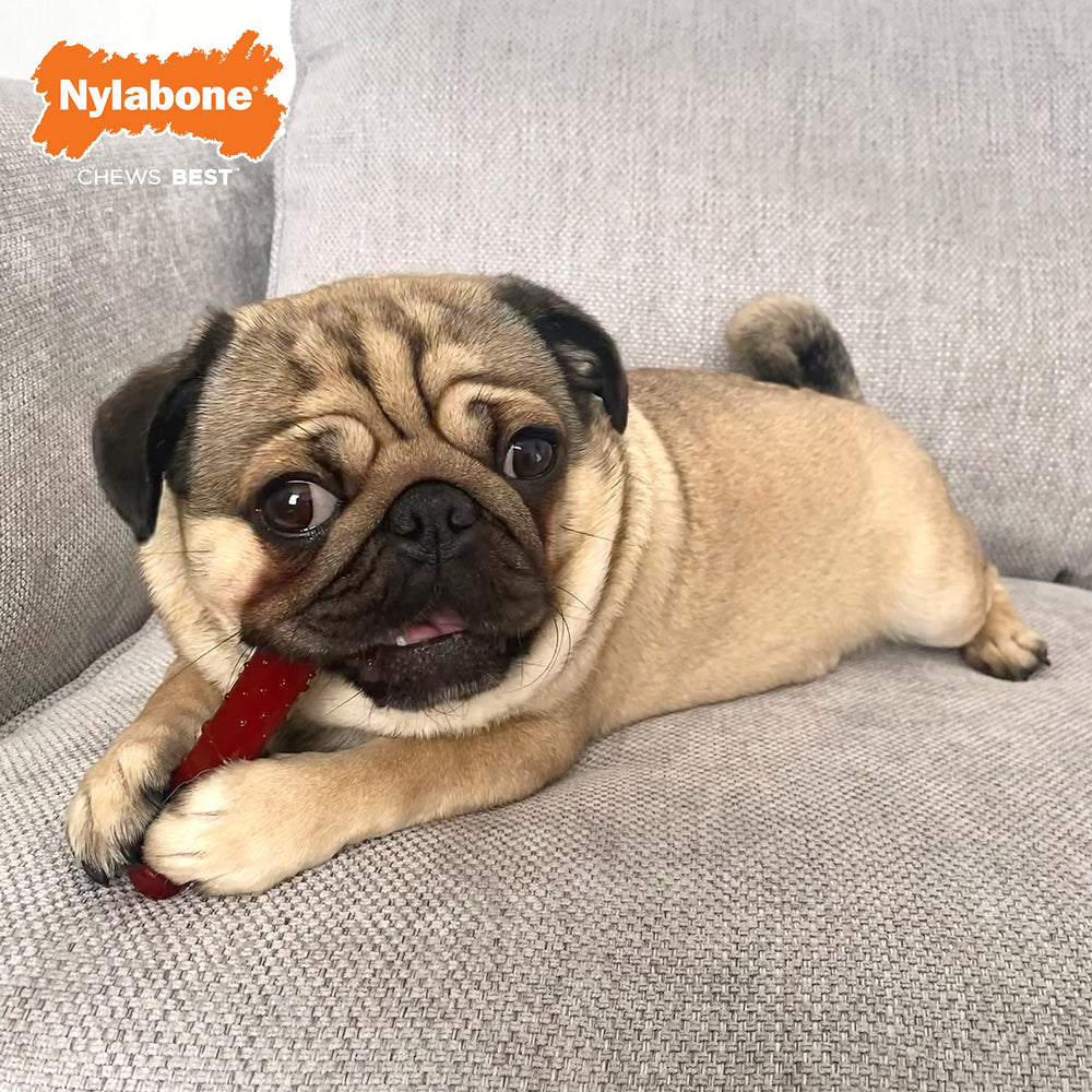 Nylabone Power Chew, intérieur lumineux qui apparaît au fur et à mesure du mâchage.
