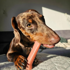 Nylabone Power Chew os-classique durable – résistance adaptée aux morsures fortes.