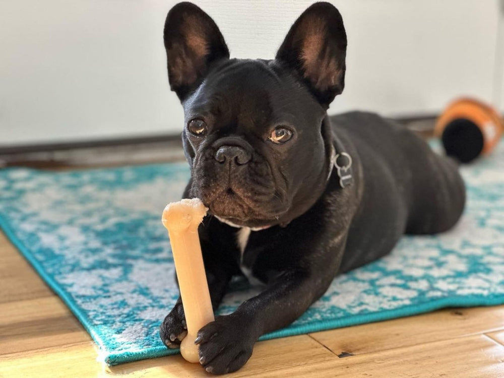Nylabone Power Chew Os Original, aide potentielle au nettoyage des dents lors du jeu.