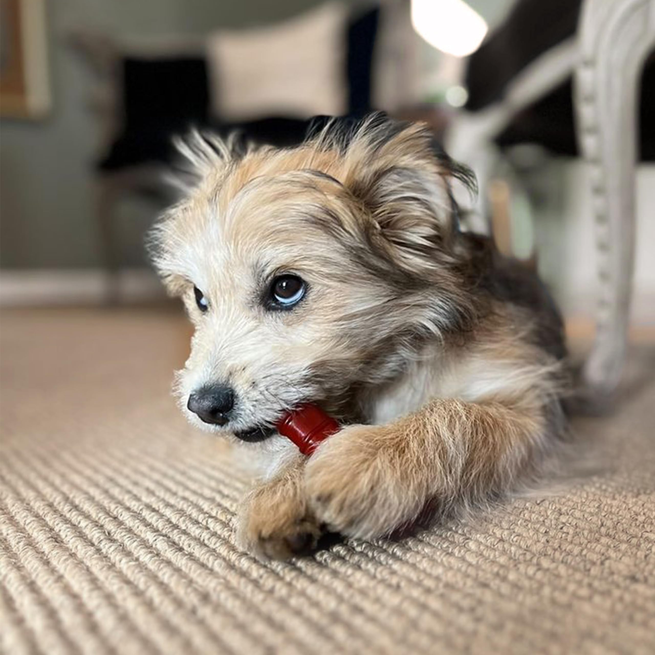 Nylabone Power Chew Textured Bone, os texturé pour mastiquer longtemps.