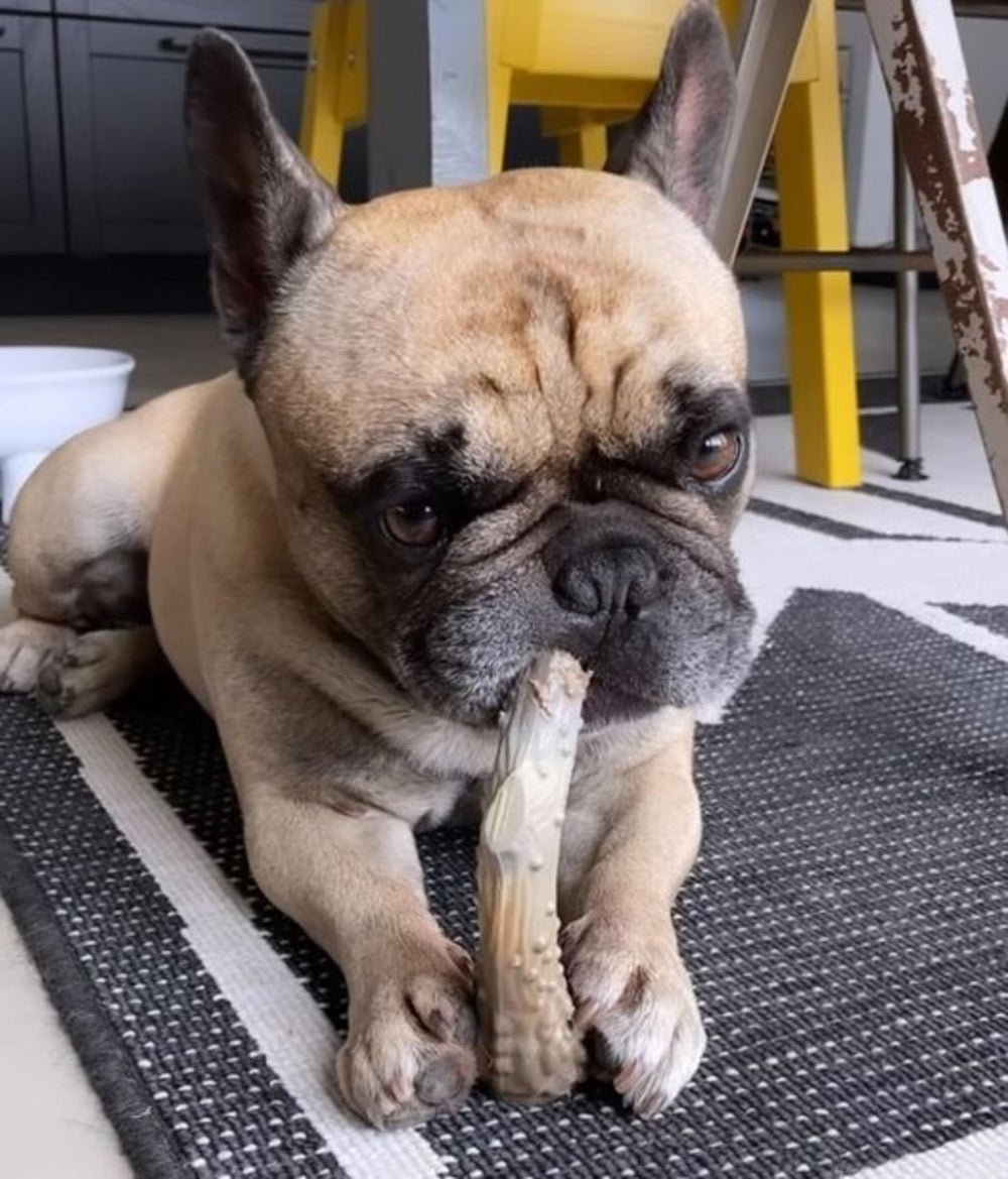 Power Chew sans éclats en nylon, sécurité pour chiots agressifs.