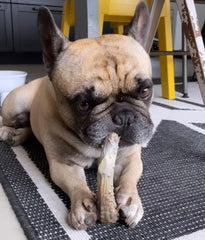Power Chew sans éclats en nylon, sécurité pour chiots agressifs.