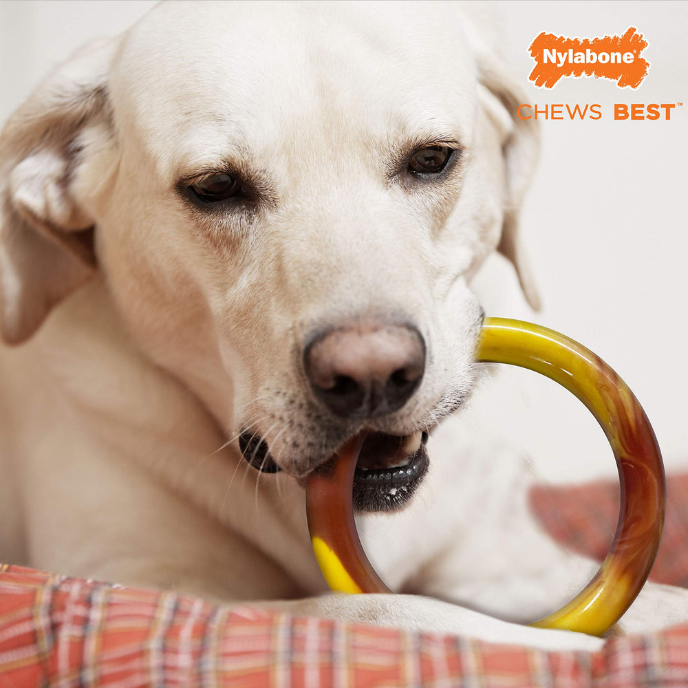 Nylabone Power Chew: saveur bacon cheeseburger pour stimuler les sessions de mâchage.