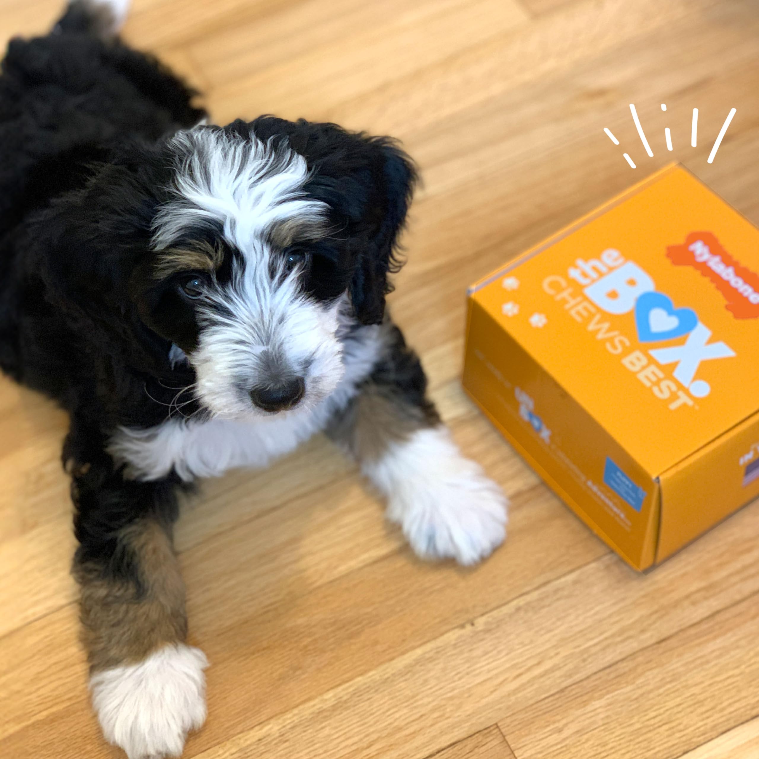 Produit Nylabone fabriqué aux États-Unis, qualité et traçabilité.
