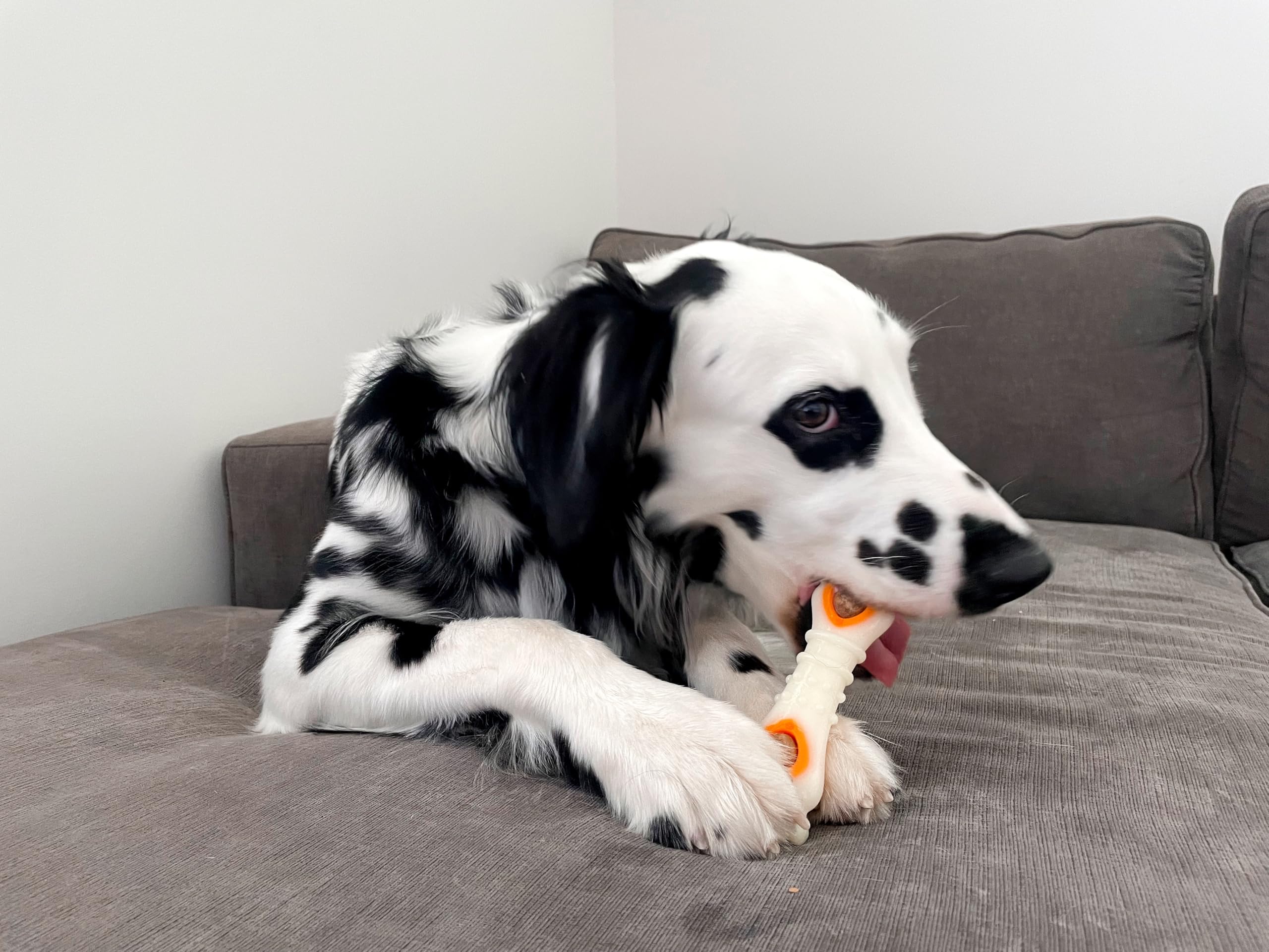 Nylabone récompense chiens durables : mâchage prolongé et satisfaction