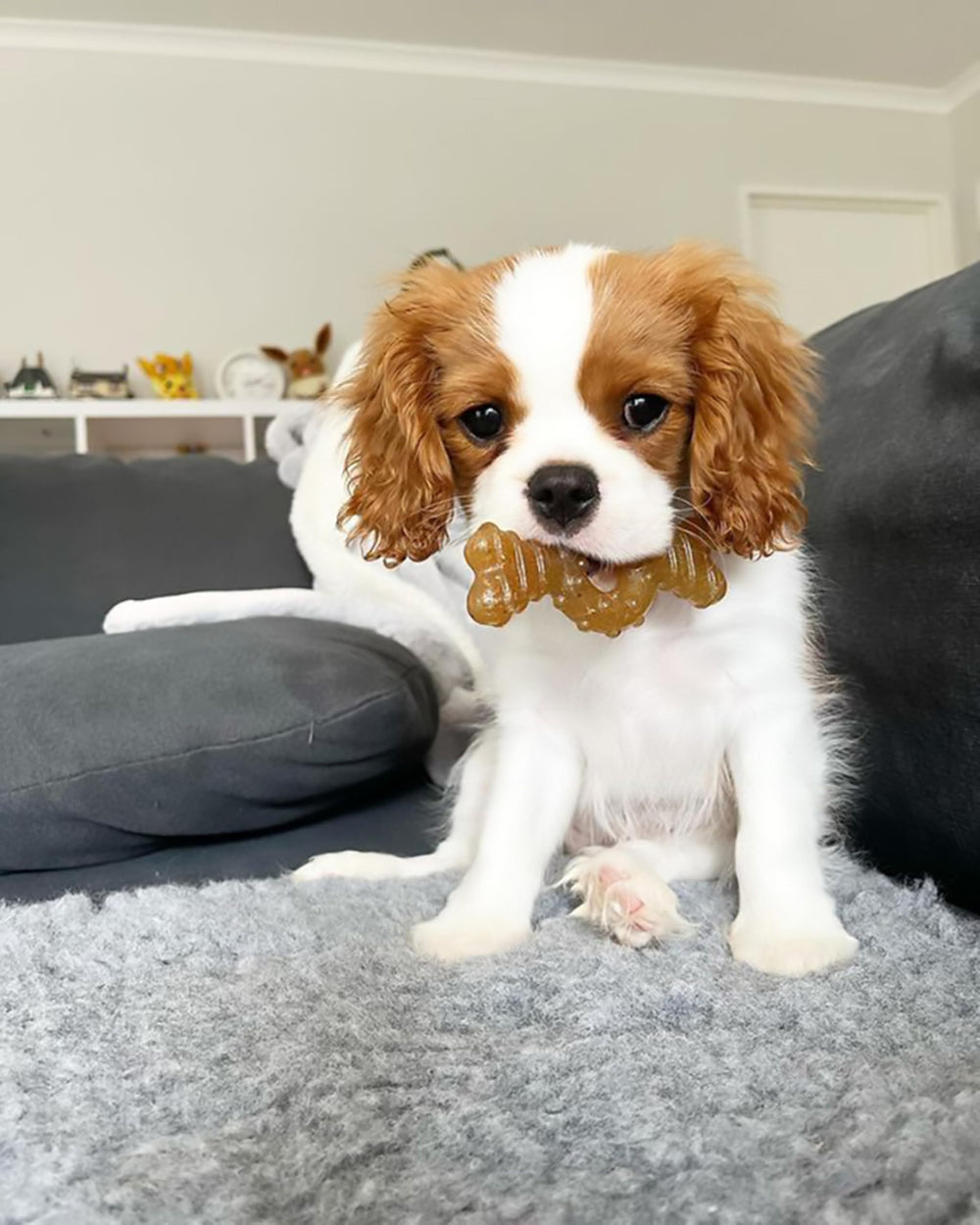 Nylabone Ring Bone chiot: forme en bague qui amuse et stimule le mâchage sain.