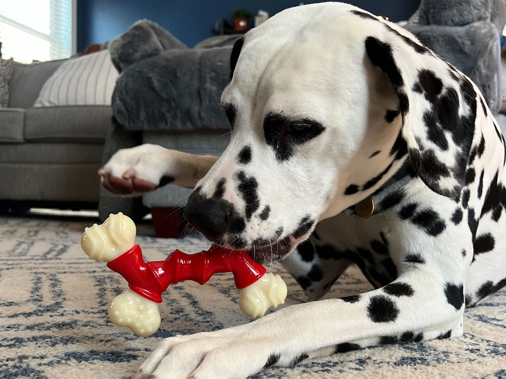 Goût bacon Nylabone, incite le chien à mordre avec plaisir.