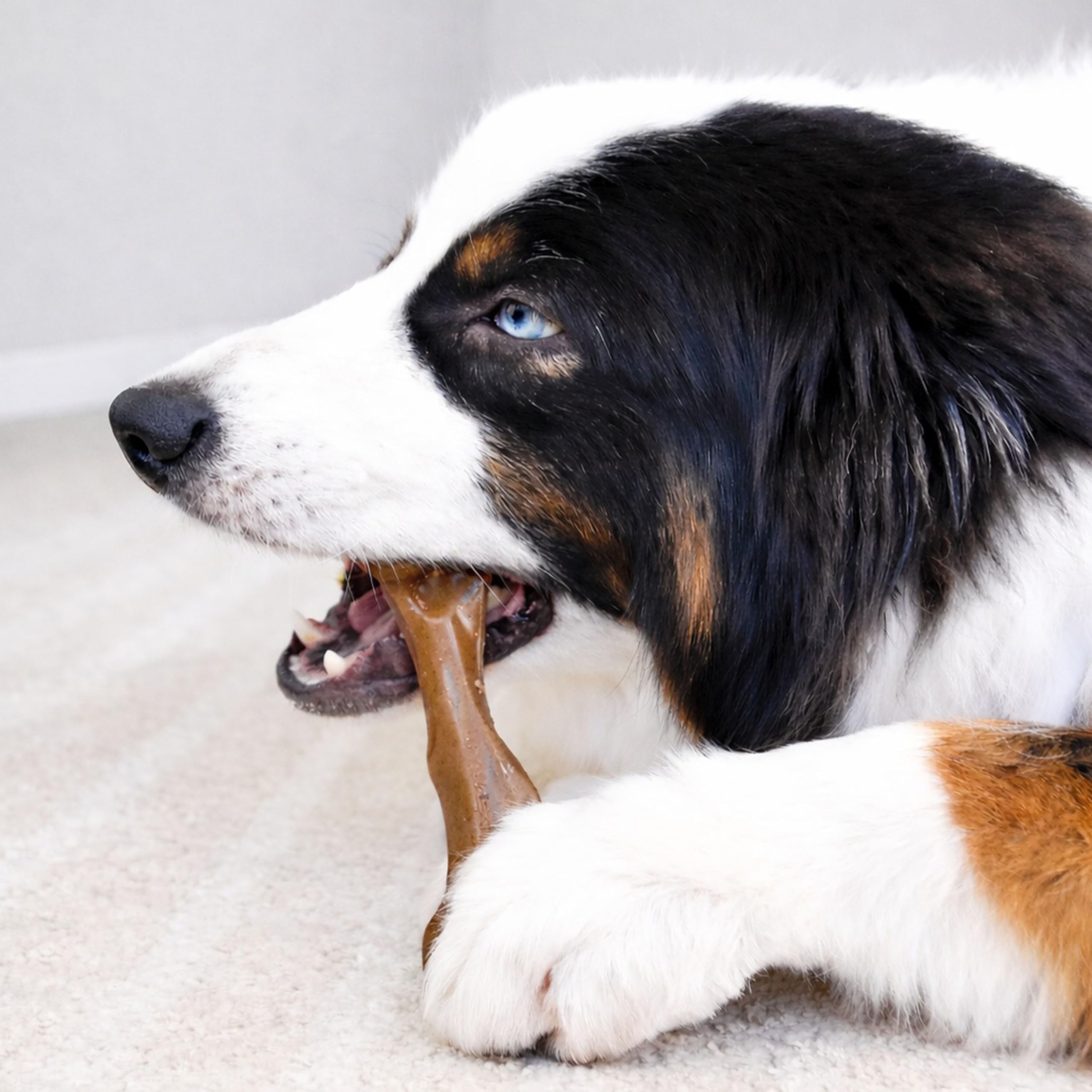 Nylabone saveur-bison-venaison-durable : goût réel qui stimule le mâchage prolongé.