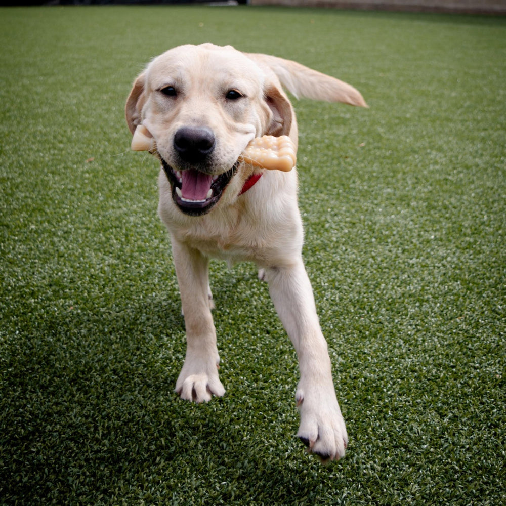 Nylabone saveur originale mordillement prolongé stimule l'envie de mâcher.