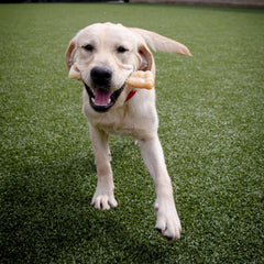 Nylabone saveur originale mordillement prolongé stimule l'envie de mâcher.