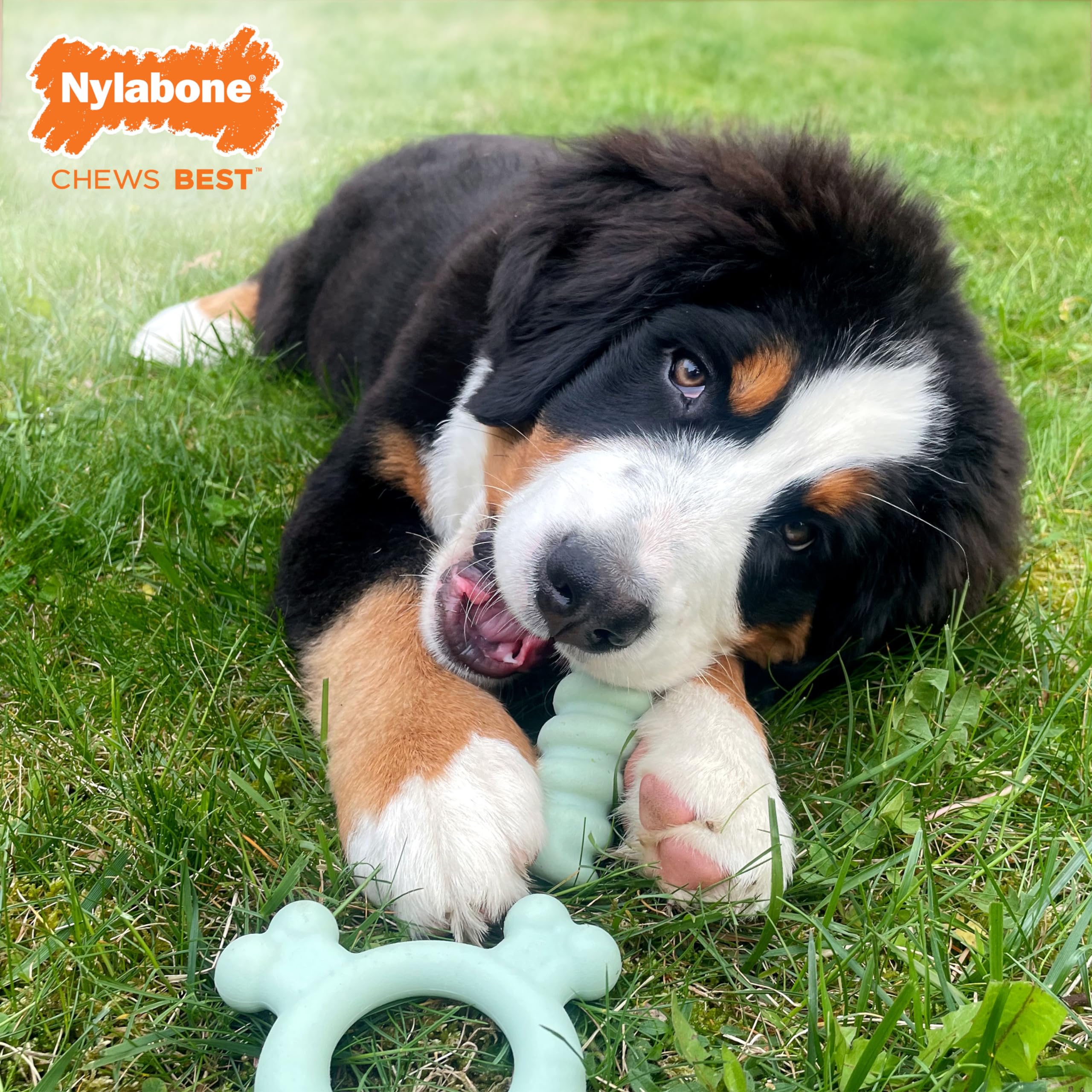 Nylabone Sensory: extremites-os, atteignent les dents du fond pendant la mastication.