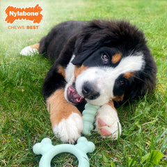 Nylabone Sensory: extremites-os, atteignent les dents du fond pendant la mastication.