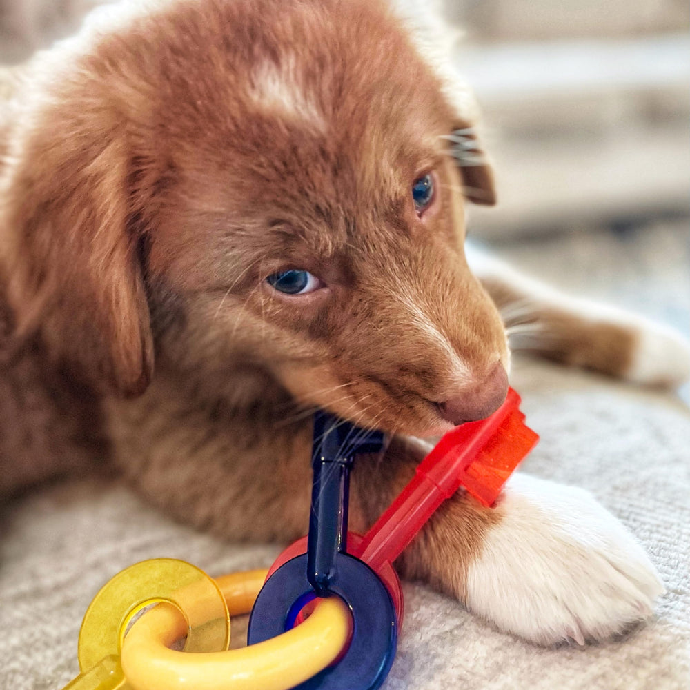 Nylabone clés de dentition pour chiots, stimulant la mastication sûre et ludique.
