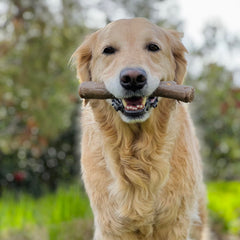 Texture ecorce Nylabone: prise facilitée lors de la mastication