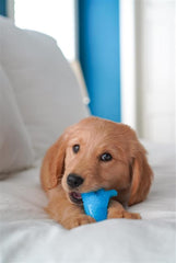 Jouet Nylabone poulet pour chiot, attire et occupe pendant les sessions de mastication.