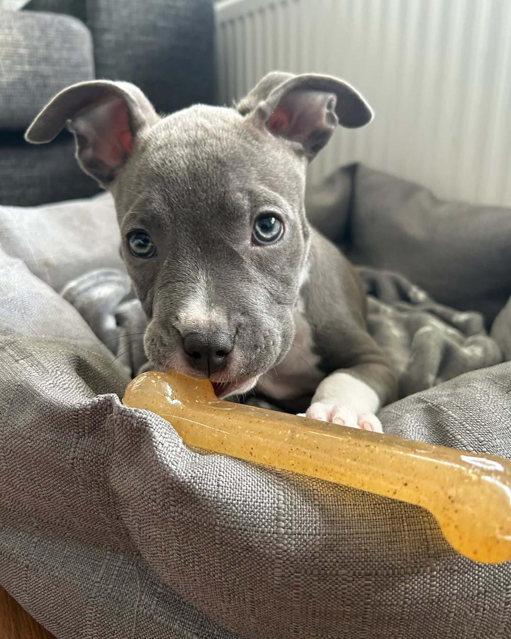 Nylabone Flexi Chew – texture gommeuse pour une mastication douce et agréable.