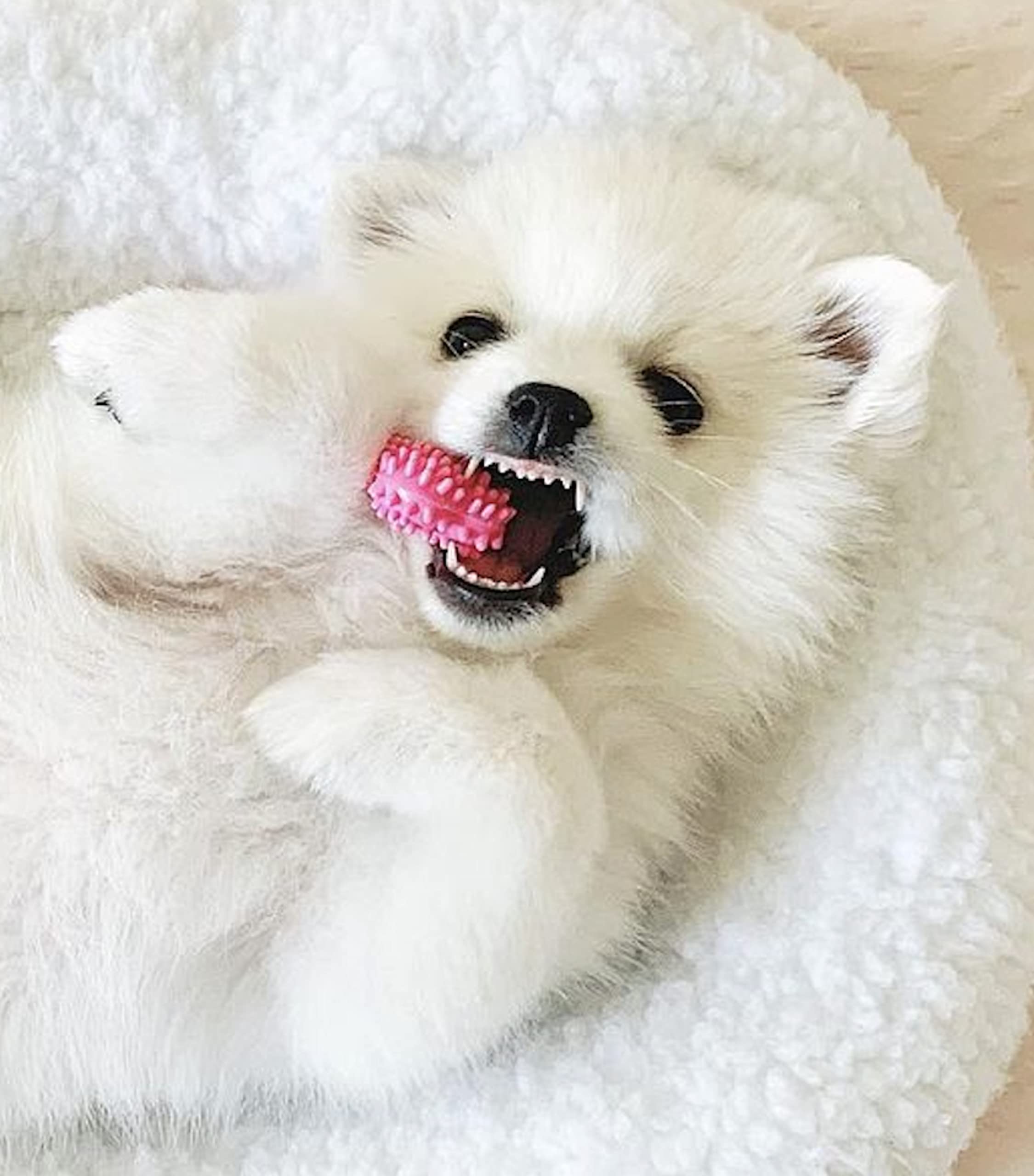 Nylabone Puppy: jouet-dentition bacon — saveur durable et distraction quotidienne