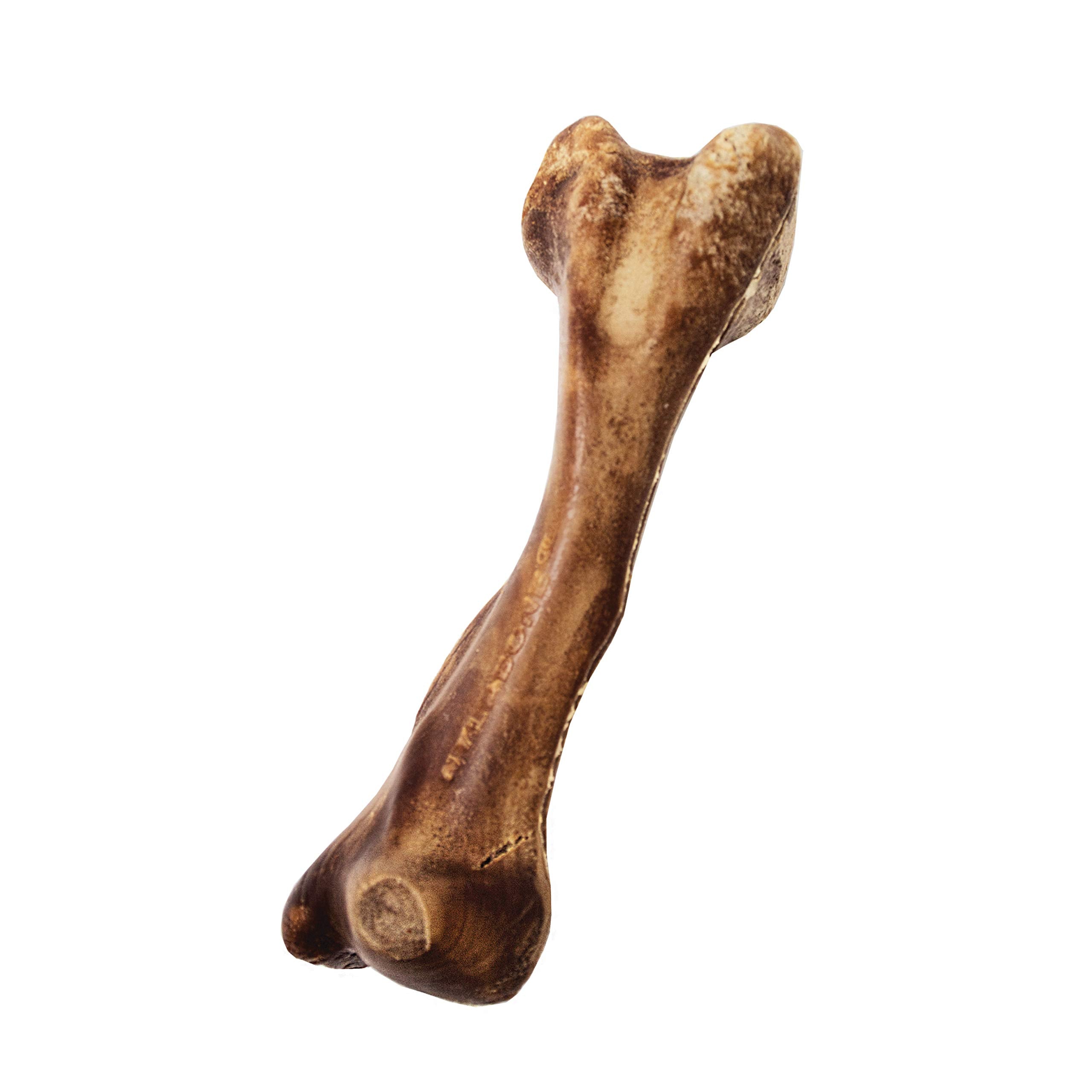 Nylabone usage-quotidien-chien-grand, récompense saine lors des séances quotidiennes.