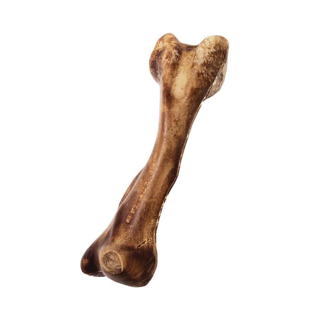 Nylabone usage-quotidien-chien-grand, récompense saine lors des séances quotidiennes.
