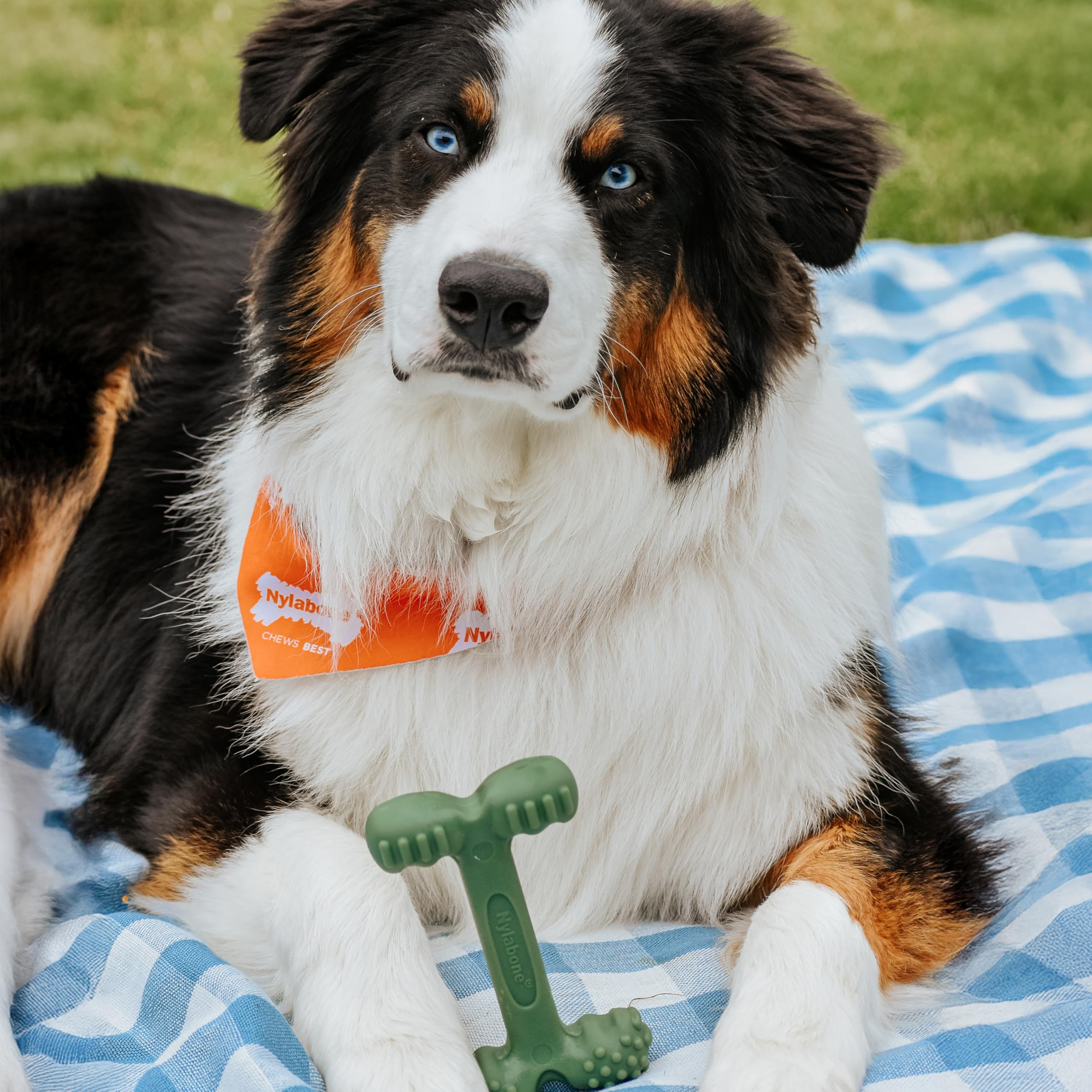 Utilisation quotidienne avec le jouet Nylabone pour occuper votre chien.