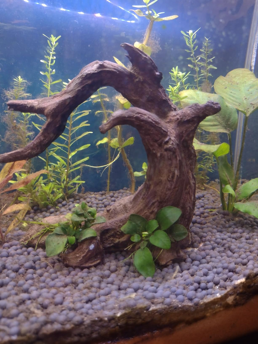 Obantrsz Pré-traitement recommandé pour bois flotté avant placement en aquarium.