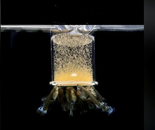 Œufs-crevettes-brines-premium éclosion propre et faible débris