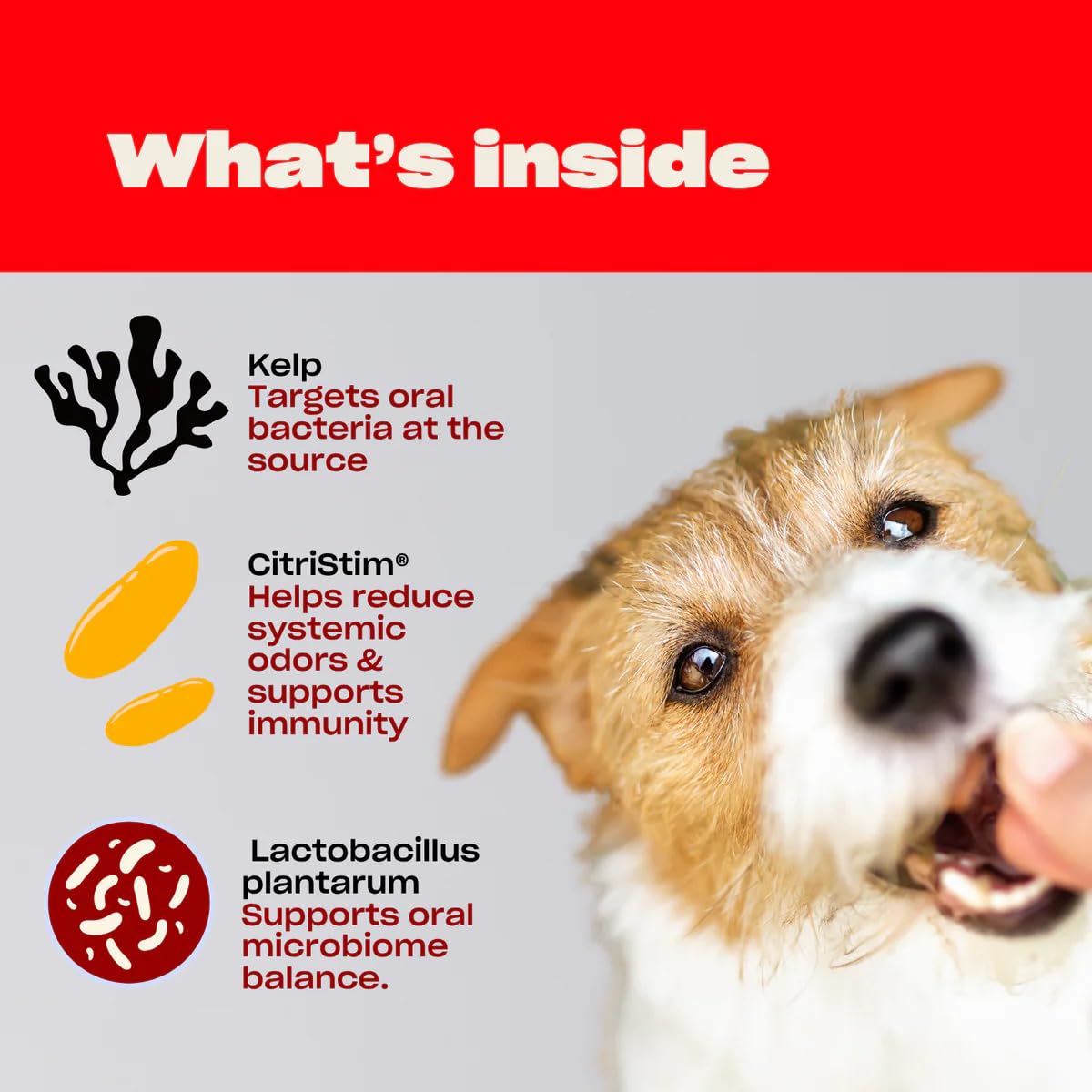 OH NORMAN! dents-propres-chien — aide potentielle pour dents propres et sourire sain.