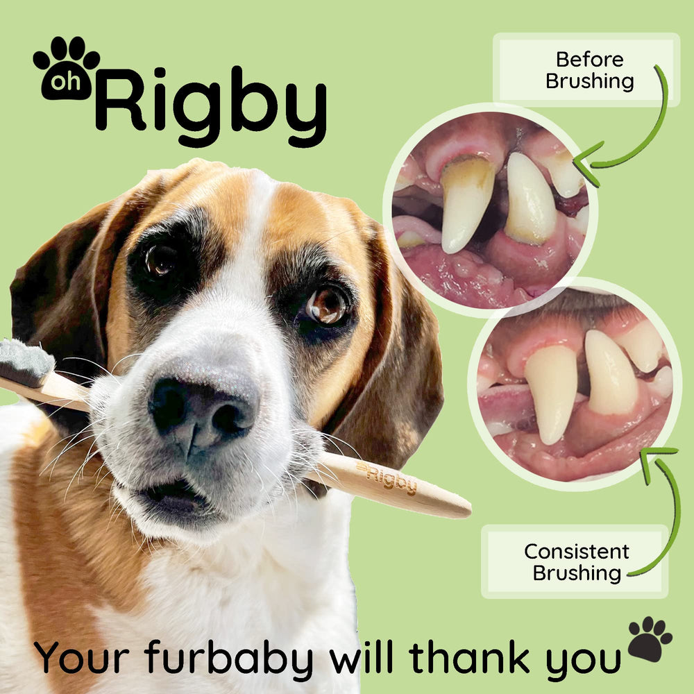 OH RIGBY-tete-brosse-large: nettoyage en douceur des dents et gencives sensibles.