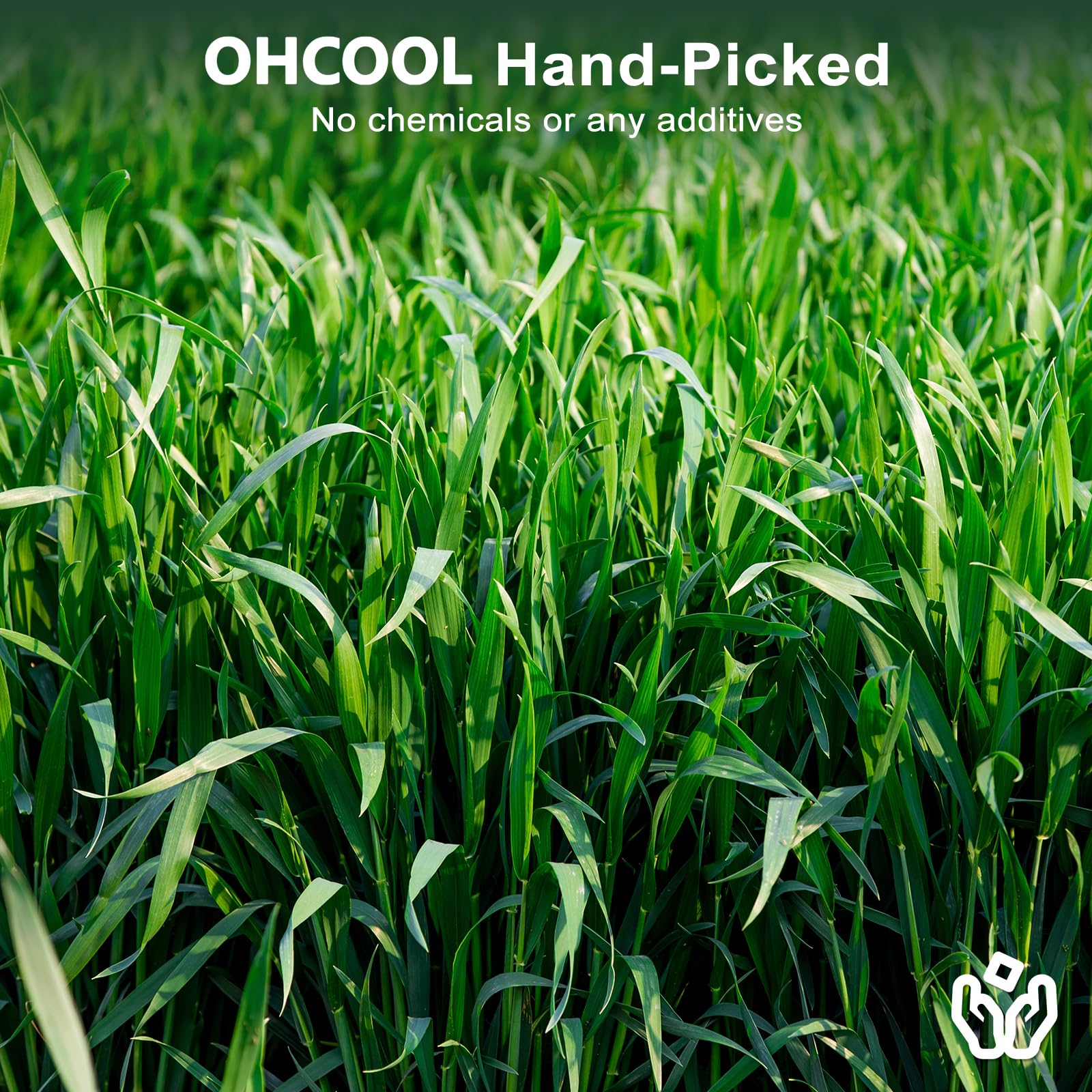 Ohcool Foin d'avoine – source de fibres et nutriments pour le bien-être quotidien.