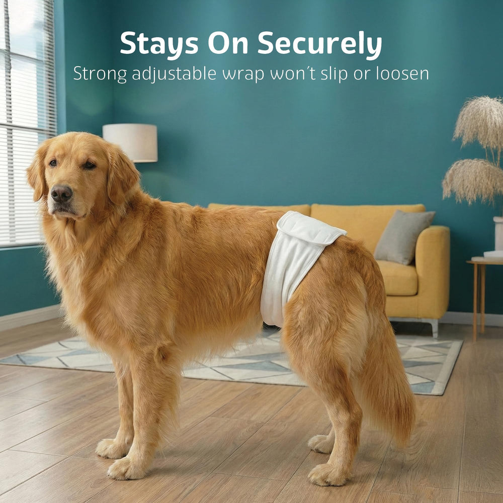 Ceinture ventrale O'JAY: confort adapté au chien mâle.