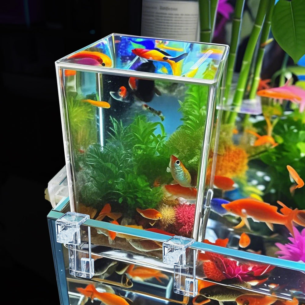 Okllen espace activité poissons: nage plus libre et oxygénation améliorée