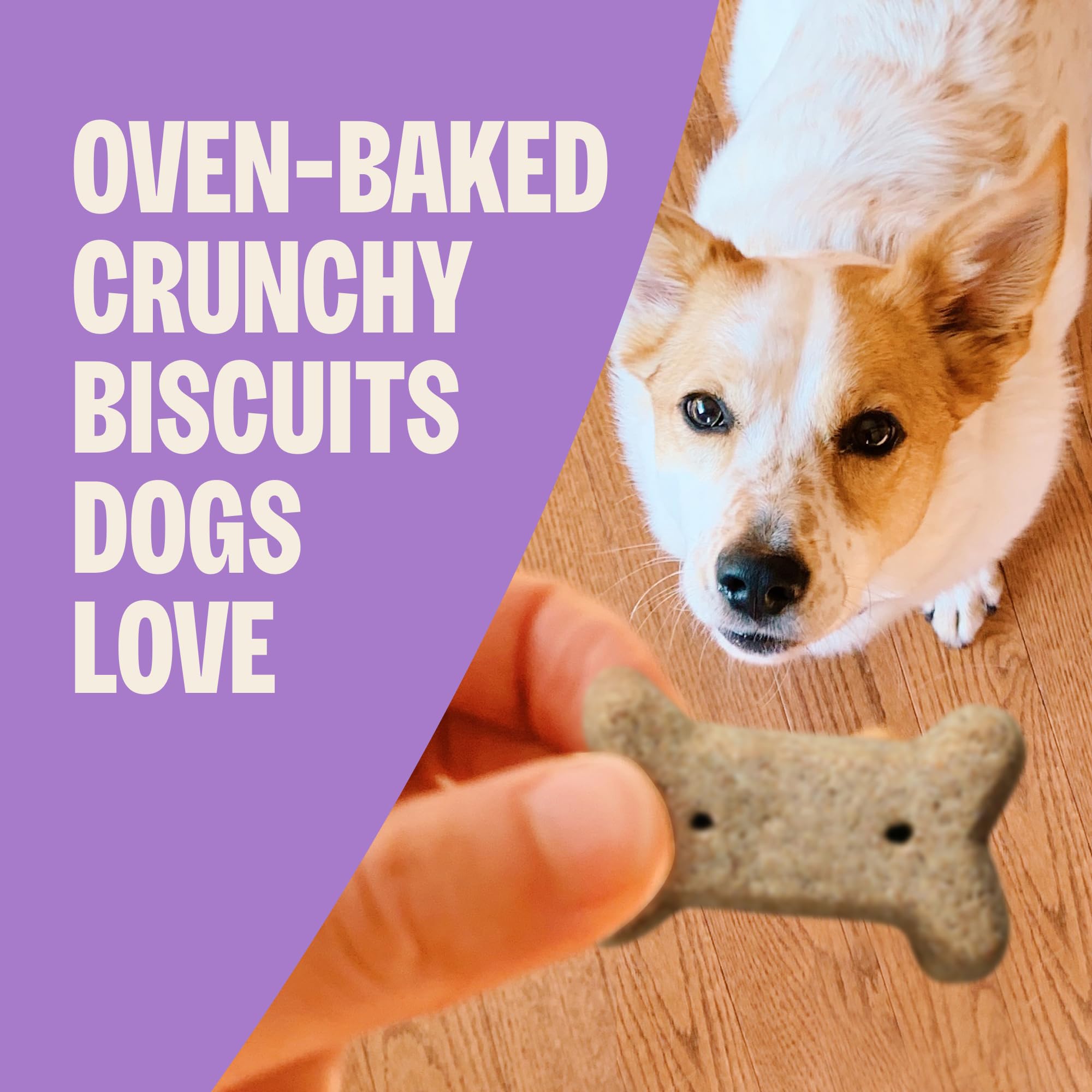 Old Mother Hubbard biscuit croquant pour dents : mastication qui aide le nettoyage.