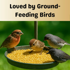 Grains naturels Proso Blanc Olympus Myco nourrissants pour oiseaux variés.